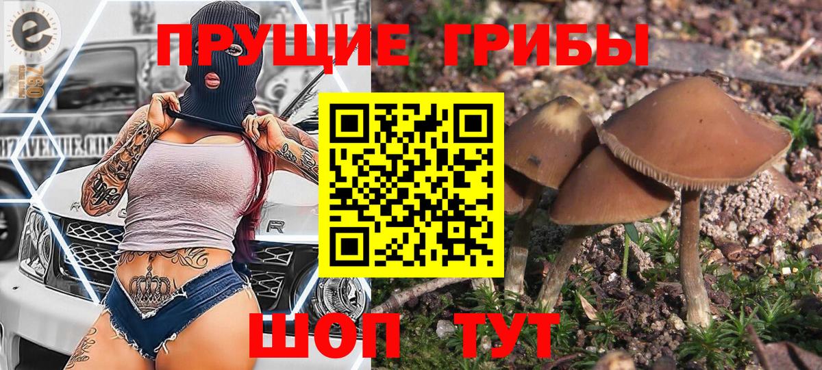 Псилоцибиновые грибы Psilocybe Керчь